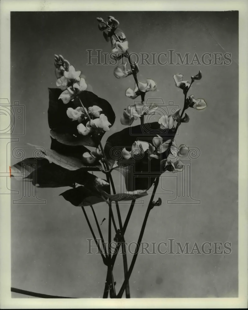 1968 Press Photo Flowers & Plants