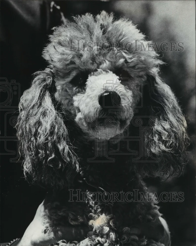 1975 Press Photo Marcus the poodle at Wisconsin Humane Society - mja96533