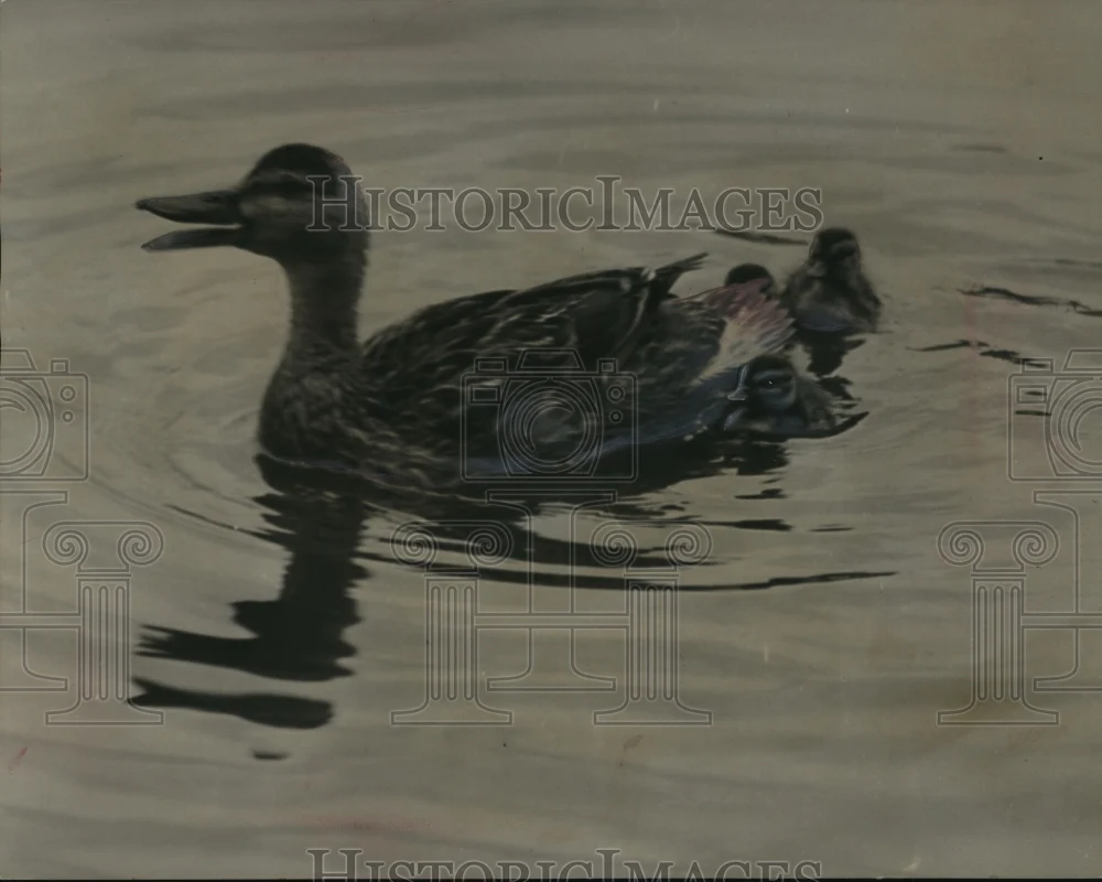 1950 Press Photo Mother Duck Shows New Ducklings the Milwaukee River - mja97697