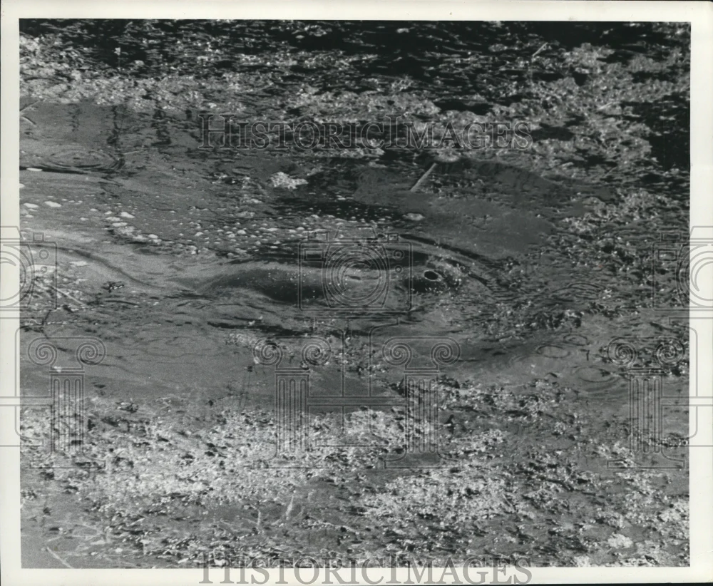 1965 Press Photo Manatee Cleaning Up a Canal Near Fort Lauderdale, Florida