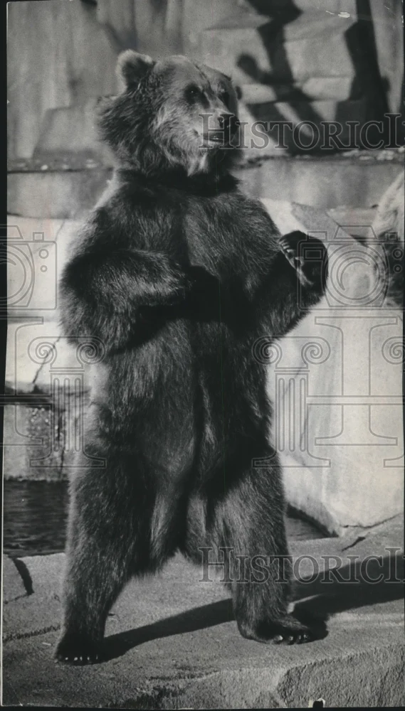 1963 Press Photo Curious Alaskan brown bear at Milwaukee zoo - mjb59946