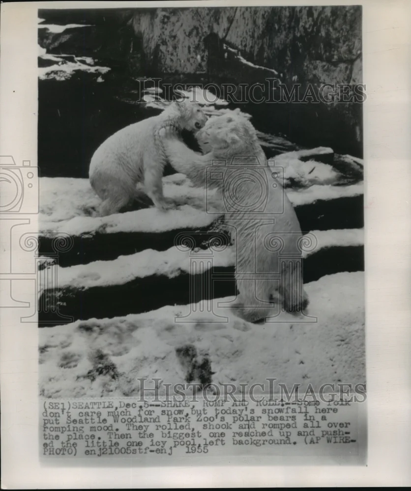 1955 Press Photo Polar bears in Seattle's Woodland Park Zoo play in the snow