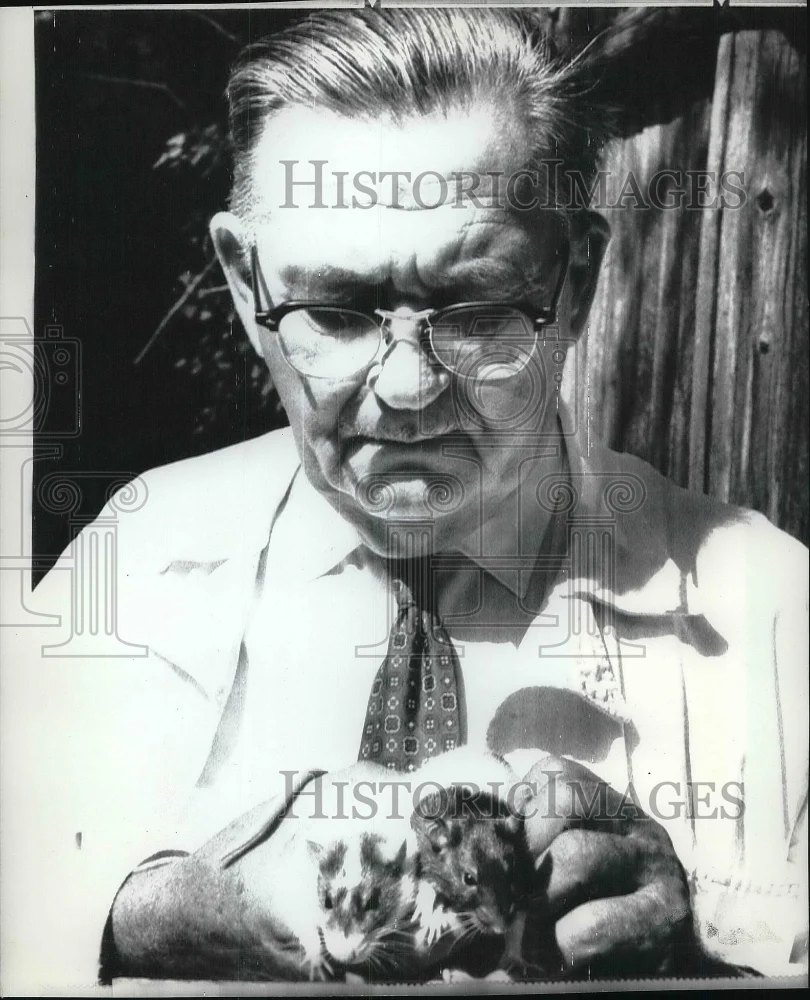 1971 Press Photo Dr. Allen J. Stanley with normal rat & one with his won strain