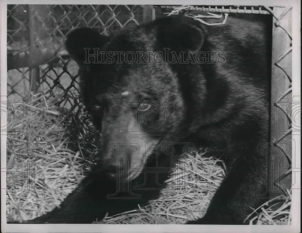 Press Photo of a black bear