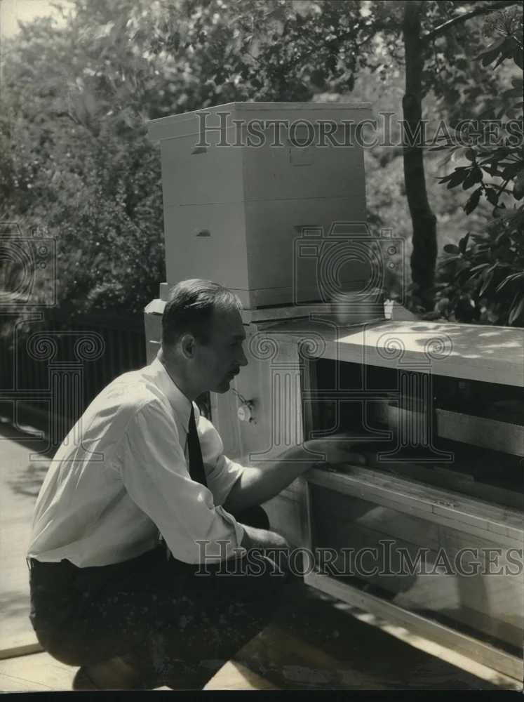 1931 Press Photo Beekeeper Looks At Scale Designed To Indicate Field Activity