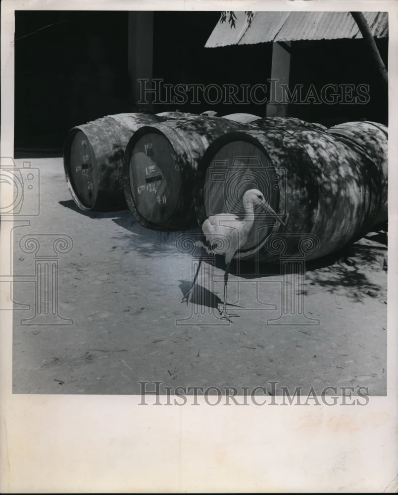 1960 Press Photo Stock passing the barrels