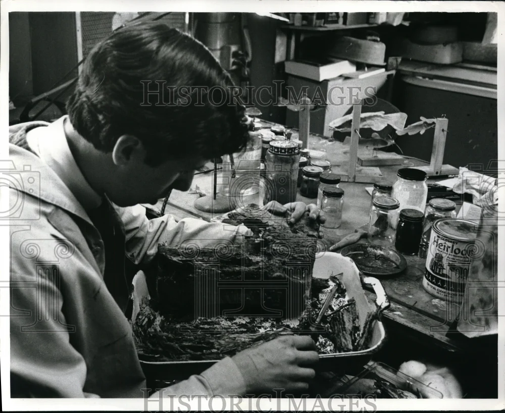 1969 Press Photo Lab Technician Raymond Mendez gently hammers a pine tree log