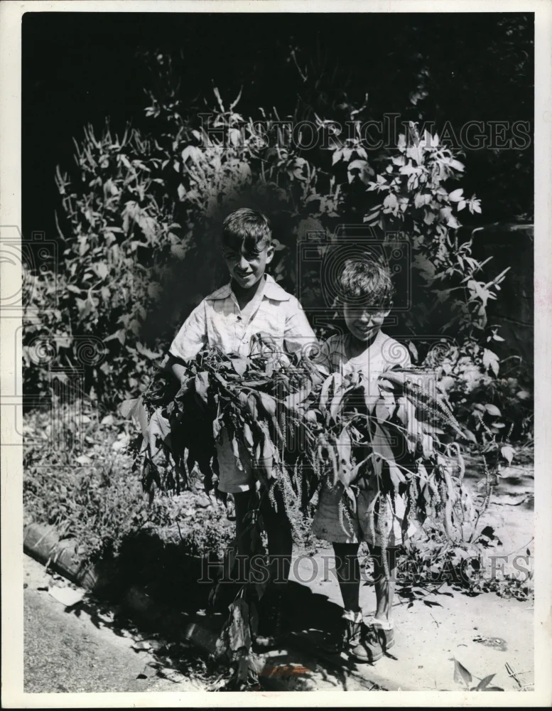 1943 Press Photo Carmen Delmostro & Charles Rons w/ ragweed torn from roadside