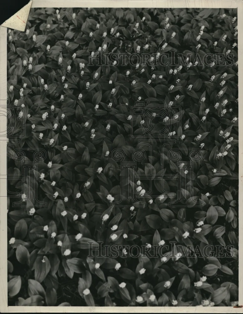 1944 Press Photo Canada Mayflower