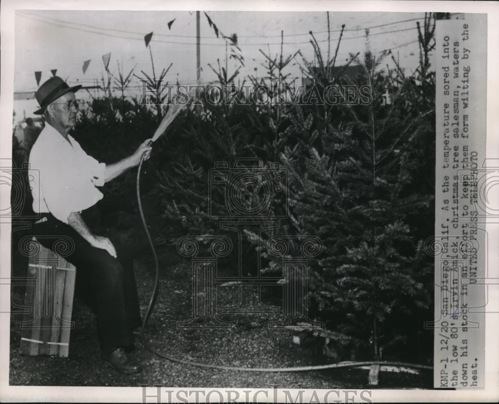1955 Press Photo Irvin Amick Christmas tree Salesman watering down his Tree.