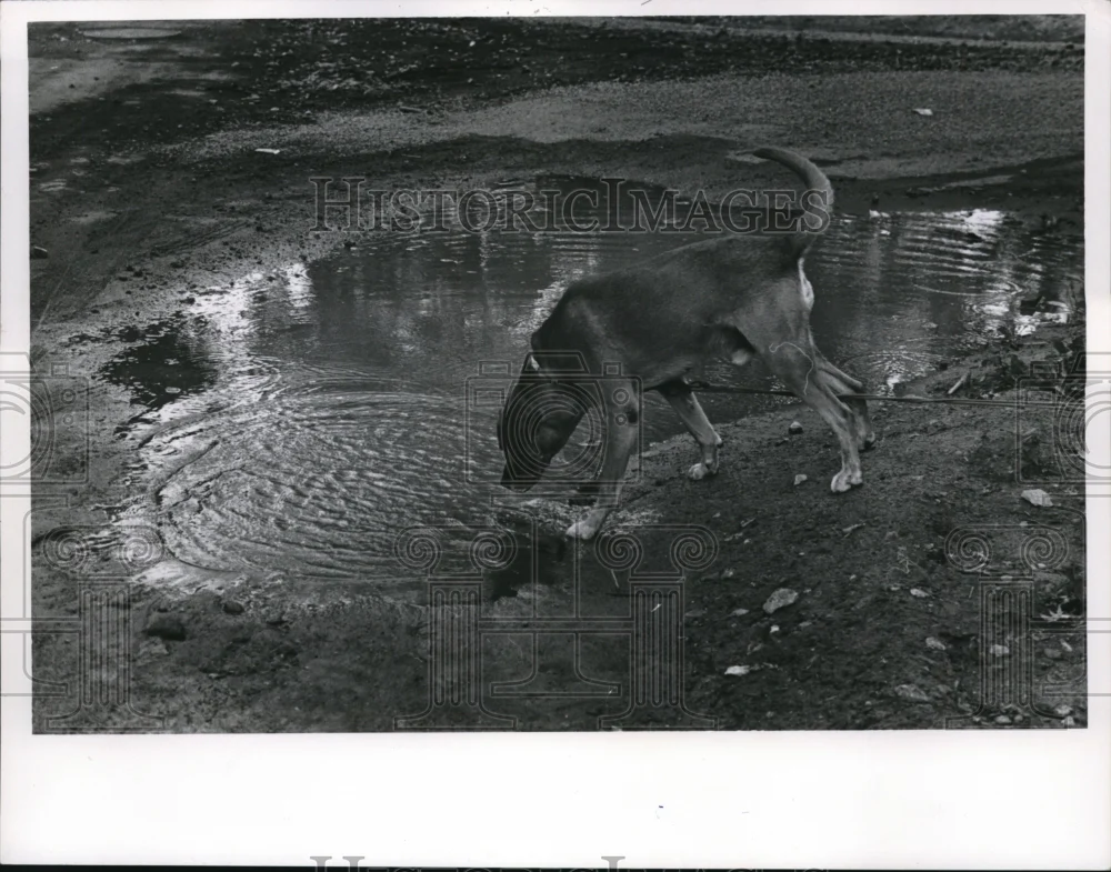 1967 Press Photo The thirsty dog tries to drink water from the street