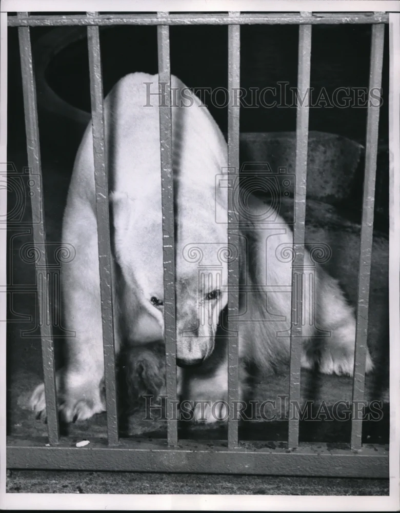 1953 Press Photo Heat discouraged Polar bear at Lincoln Park Zoo