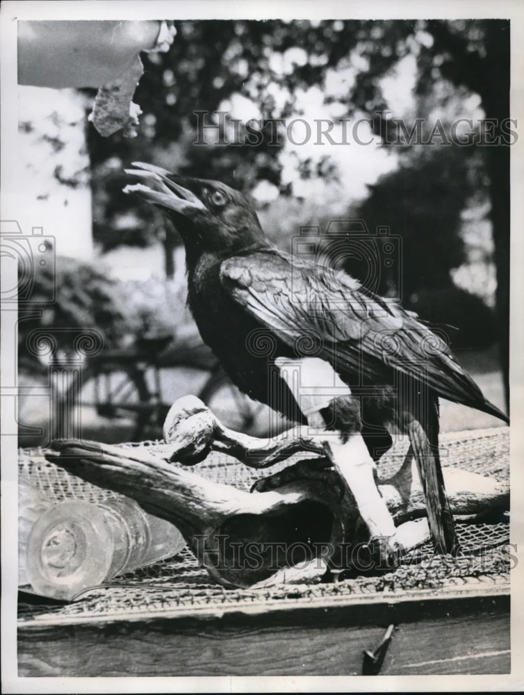 1957 Press Photo An impressive sight of Jim the crow