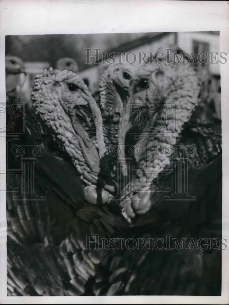 1955 Press Photo Lansing Kan Kansas Prison turkey farm