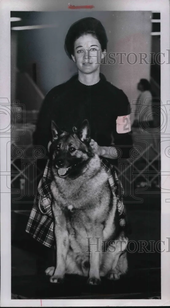 1970 Press Photo Champion Vin-Melca's Vagabond Norwegian Elkhound - ned06197