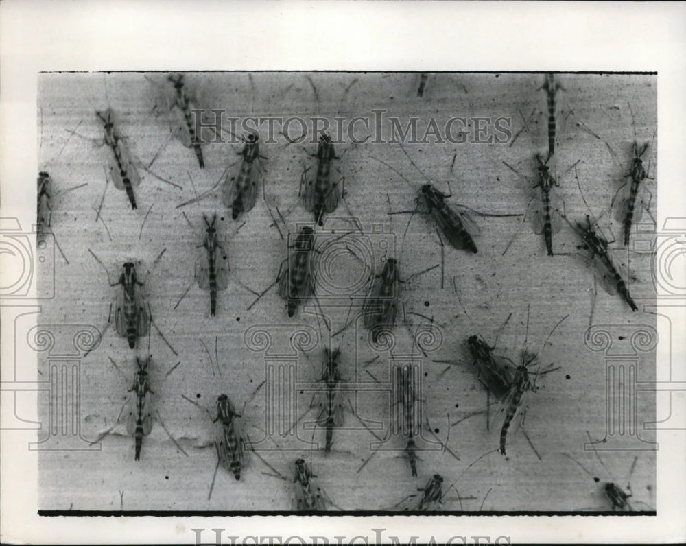 1972 Press Photo Mayfly Shadfly Ephemeroptera Flying Insect Palaeoptera