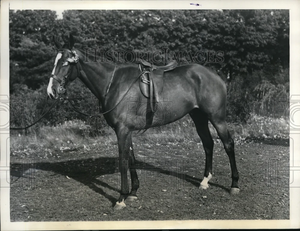 1937 Press Photo Topper Wins Novice Ponies Class at Meadow Brook Club, Westbury,