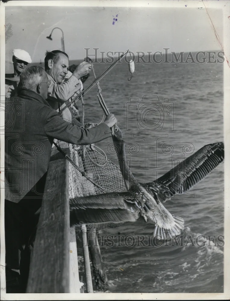 1936 Press Photo Harry Wetl caught a long nosed Pelican accidentally