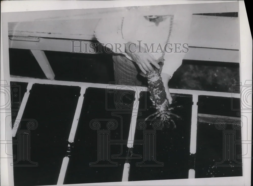 1937 Press Photo Female lobster covered in eggs ready to hatch