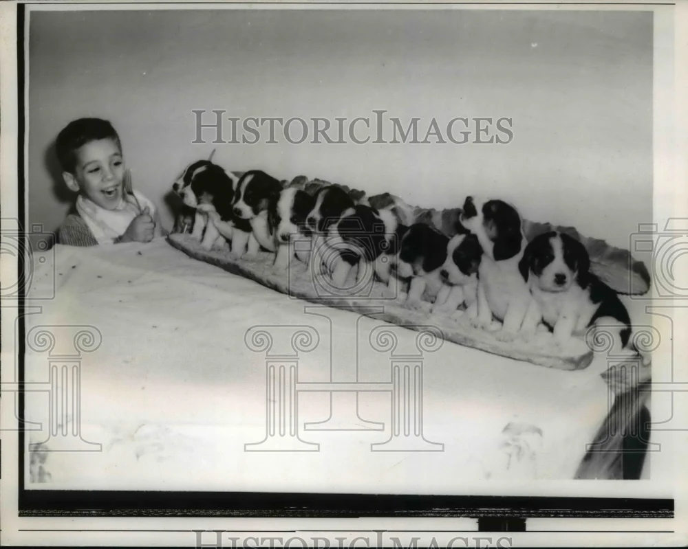 1960 Press Photo Richard Romano and his 10 pet beagles in a sandwich