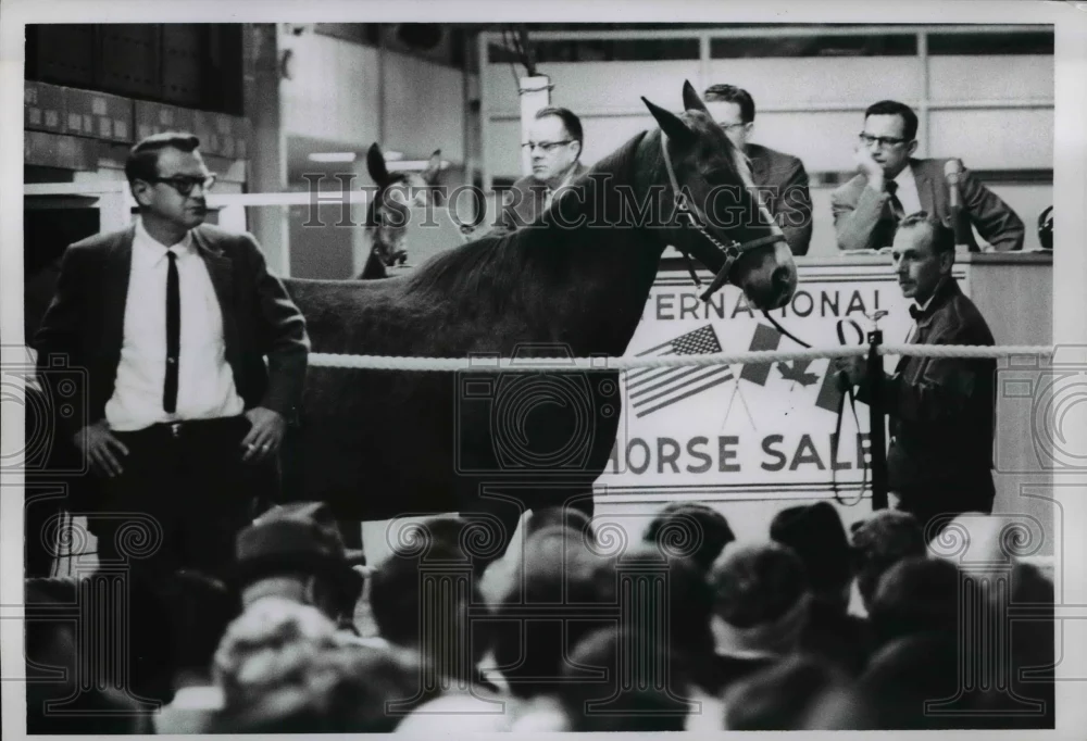 1956 Press Photo 6th International Horse show sales at Northfield