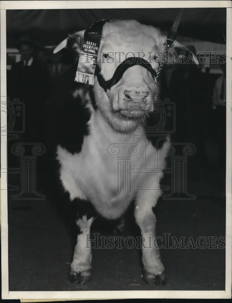 1937 Press Photo Grand Champion Great Western Livestock Show - ned96721