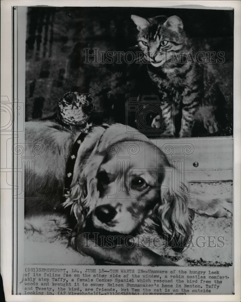 1961 Press Photo Shreveport LA Tweety the robins sits atop Taffy the spaniel.