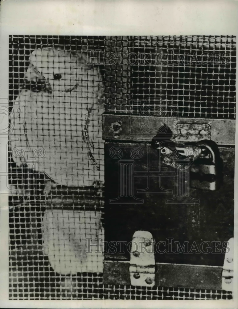 1932 Press Photo Cockatoo Aboard Ship