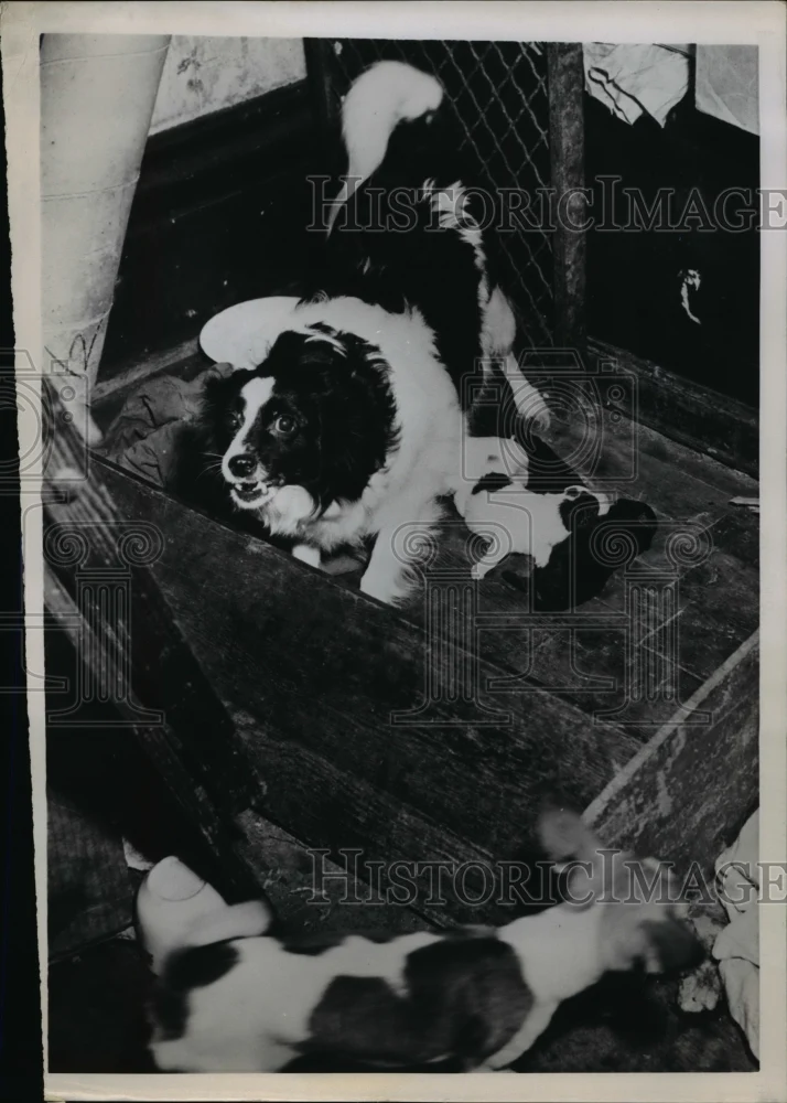 1952 Press Photo Spitz with Puppies Living in Apartment with Mrs. Edna Stone
