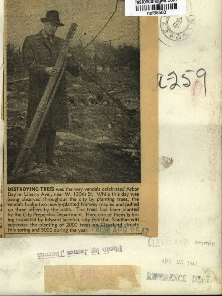 1947 Press Photo Cleveland City Forester Edward Scanlon Inspects Vandalized Tree - Image 2