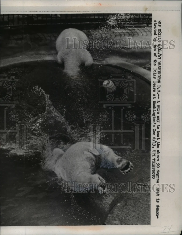 1967 Press Photo Two Polar Bears at Washington DC's Zoo Cooling Off In Heat