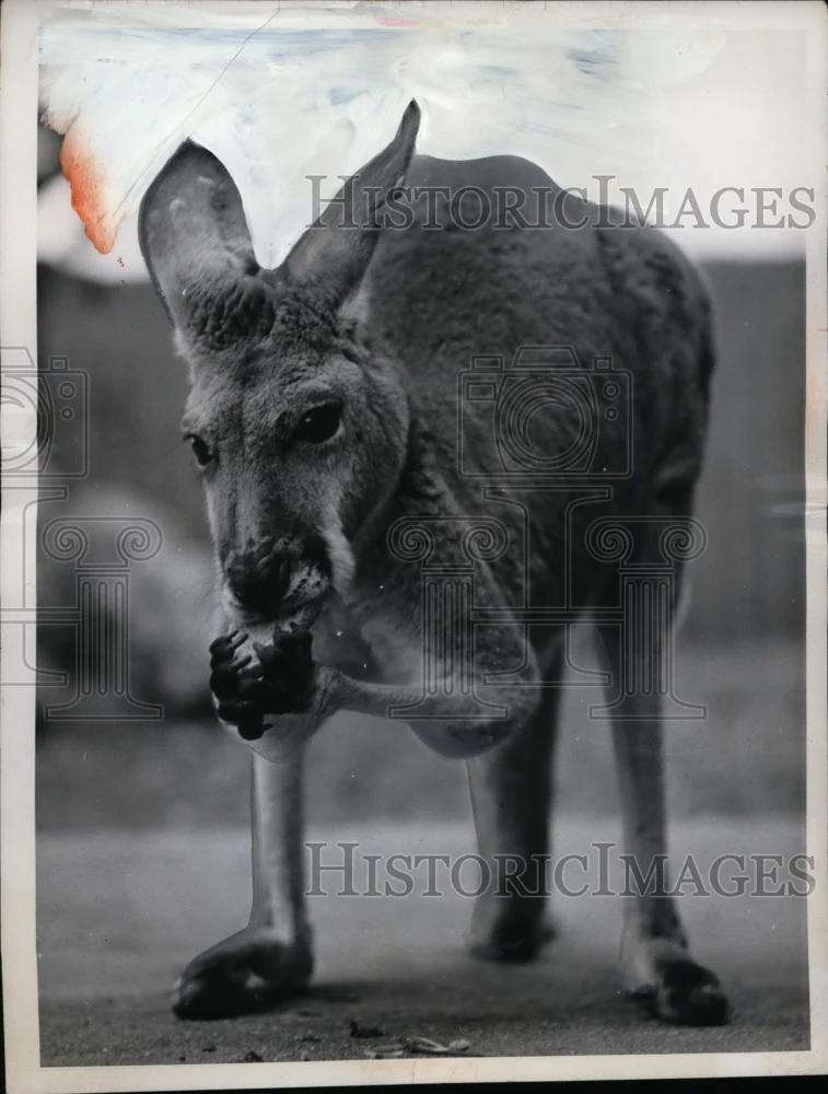 1962 Press Photo Gray Kangaroo at Regent Park Zoo, London - neo02847