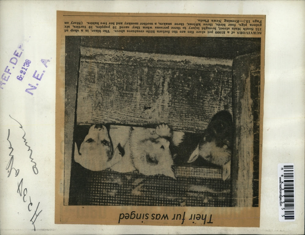 1938 Press Photo Kitten & puppies survivors of pet store fire - Image 2