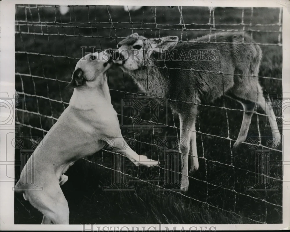 1938 Press Photo Pat the terrier and Gerry, a doe, friends at Mooney Grove Park