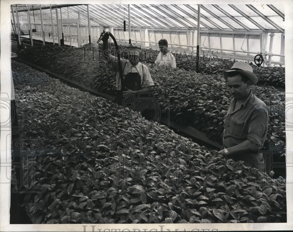 1940 Press Photo USDA plant introduction garden at Glendale Md
