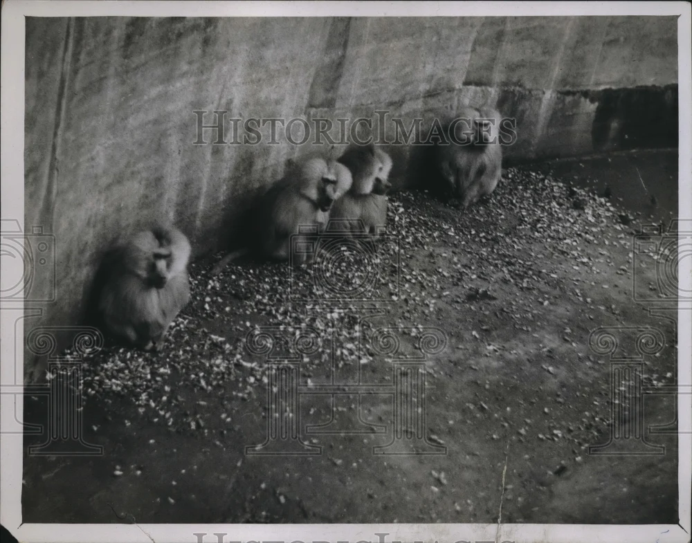 1930 Press Photo Baboons at the Zoological Gardens, Regent's Park