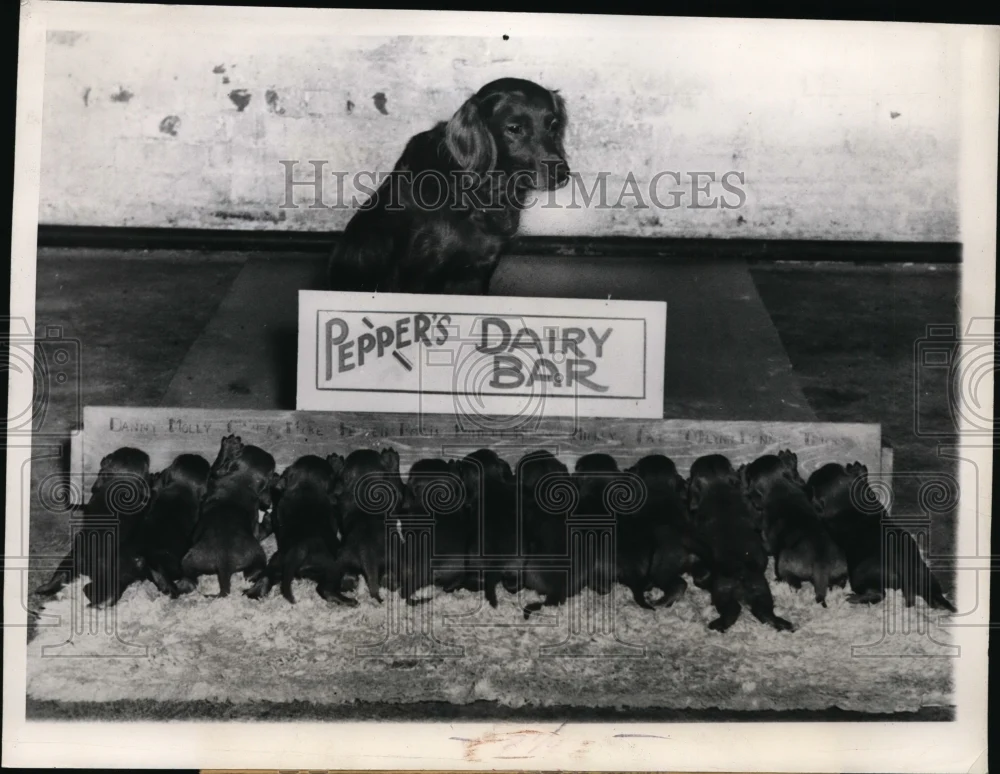 1946 Press Photo Chicafo Pepper the Irish Setter & 13 puppies owner Dr EJ Hall