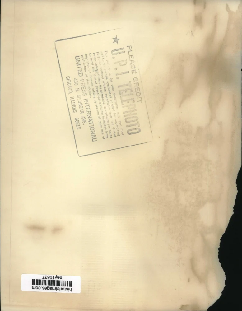 Press Photo Barcelona Zoo's White Ape Caught in Spanish Guinea - ney10537 - Image 2