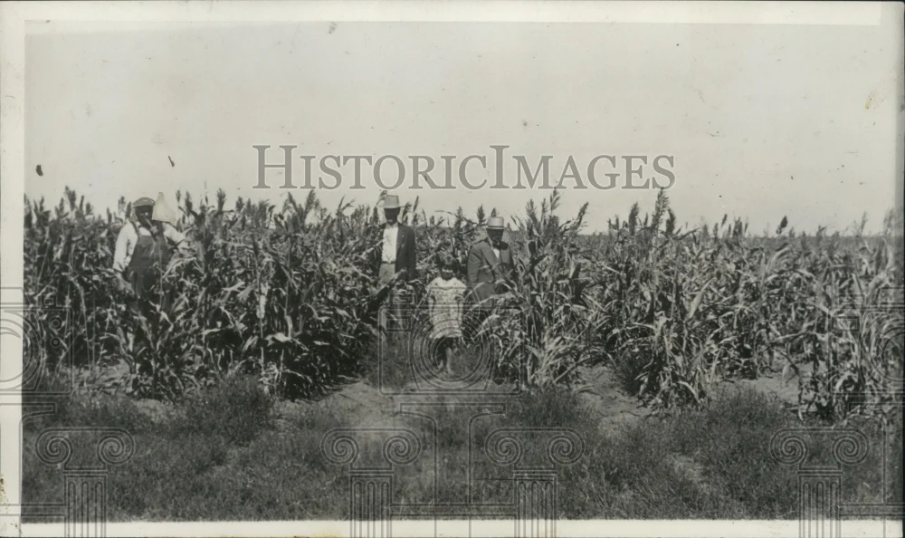 1934 Press Photo Workers in Russian Thstle field at farm of CS Betts - ney30757