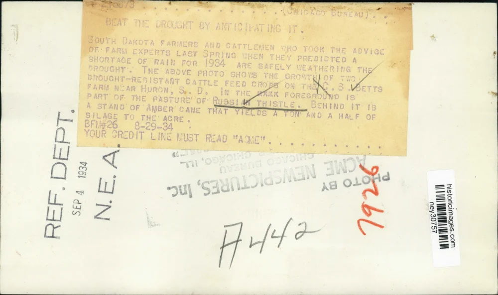 1934 Press Photo Workers in Russian Thstle field at farm of CS Betts - ney30757 - Image 2