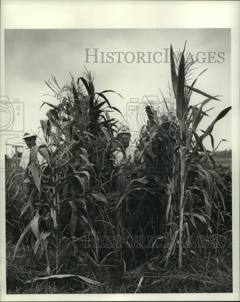 1968 Press Photo Scene from the DuPont Pontchartrain Works - noa95501