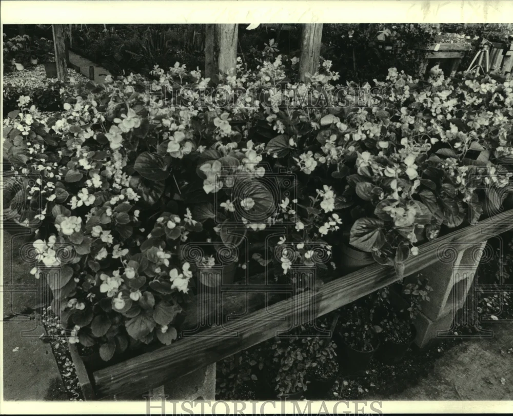 1980 Press Photo Begonia, regular plants in the garden - nob16963