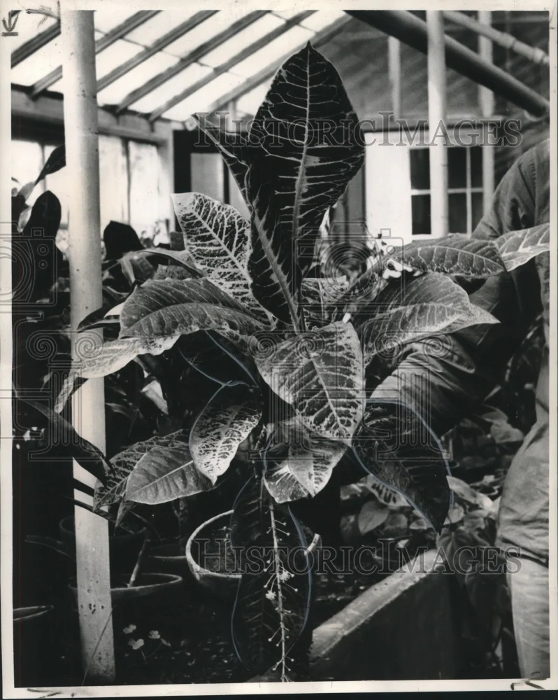 1963 Press Photo Crotens are ideal for adding color to a garden - nob19350