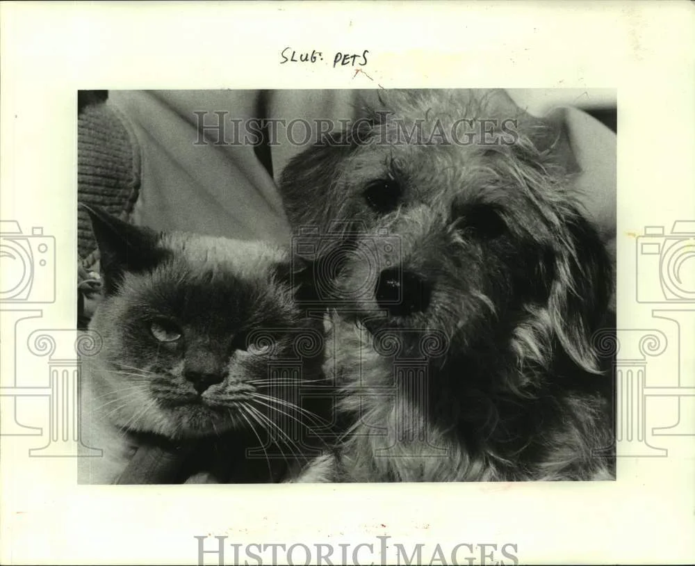 1984 Press Photo Ashley the cat and Daisy the dog are available at Metairie SPCA