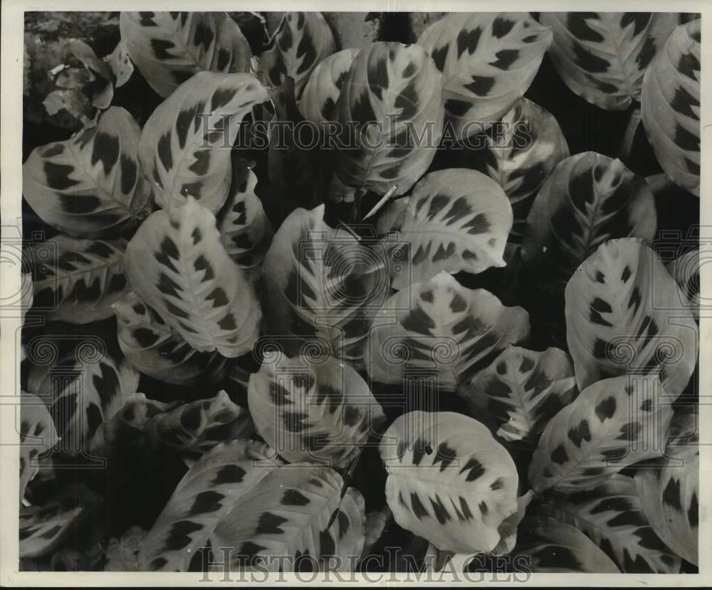 1959 Press Photo "Rabbit Track" Maranta Plant, at the Home of S.S. Bourgeois