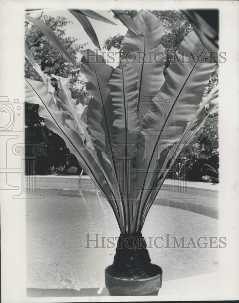 1970 Press Photo Bird's Nest Fern at home of Mr. and Mrs. Anderson Luth