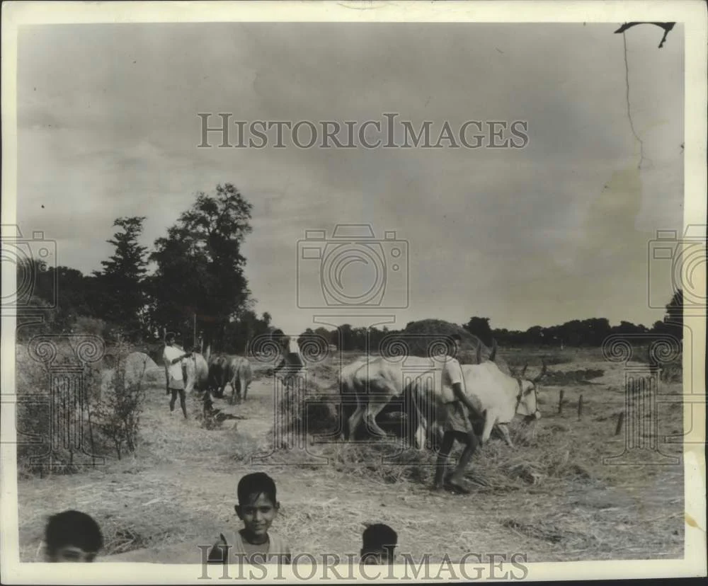 1965 Press Photo Rice Threshing scene near Jabalpur - noo33980