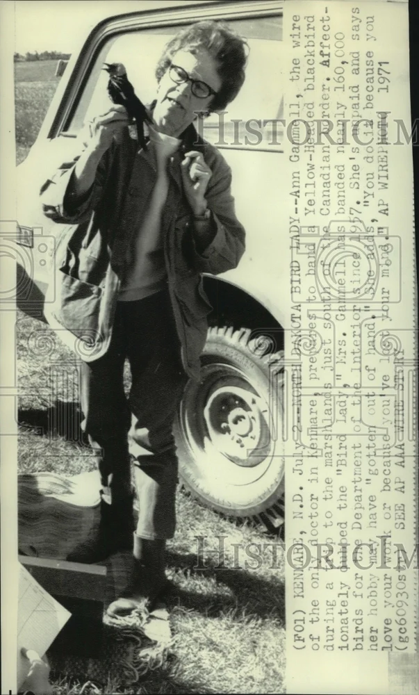 1971 Press Photo Ann Gammell prepares to band a Yellow-headed Blackbird