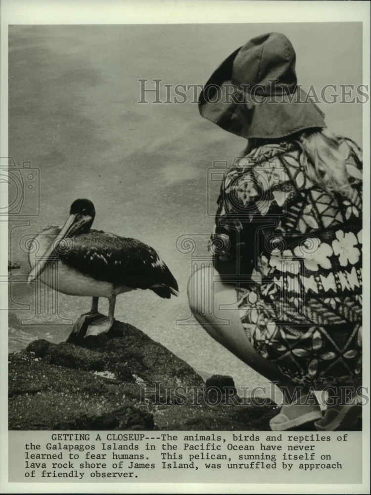 1970 Press Photo Wildlife of Galapagos Islands being observed. - now01899