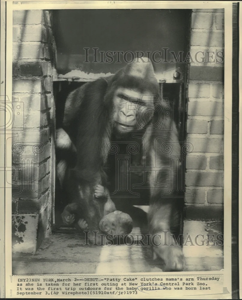 1973 Press Photo Patty Cake and mother gorilla at New York's Central Park Zoo.